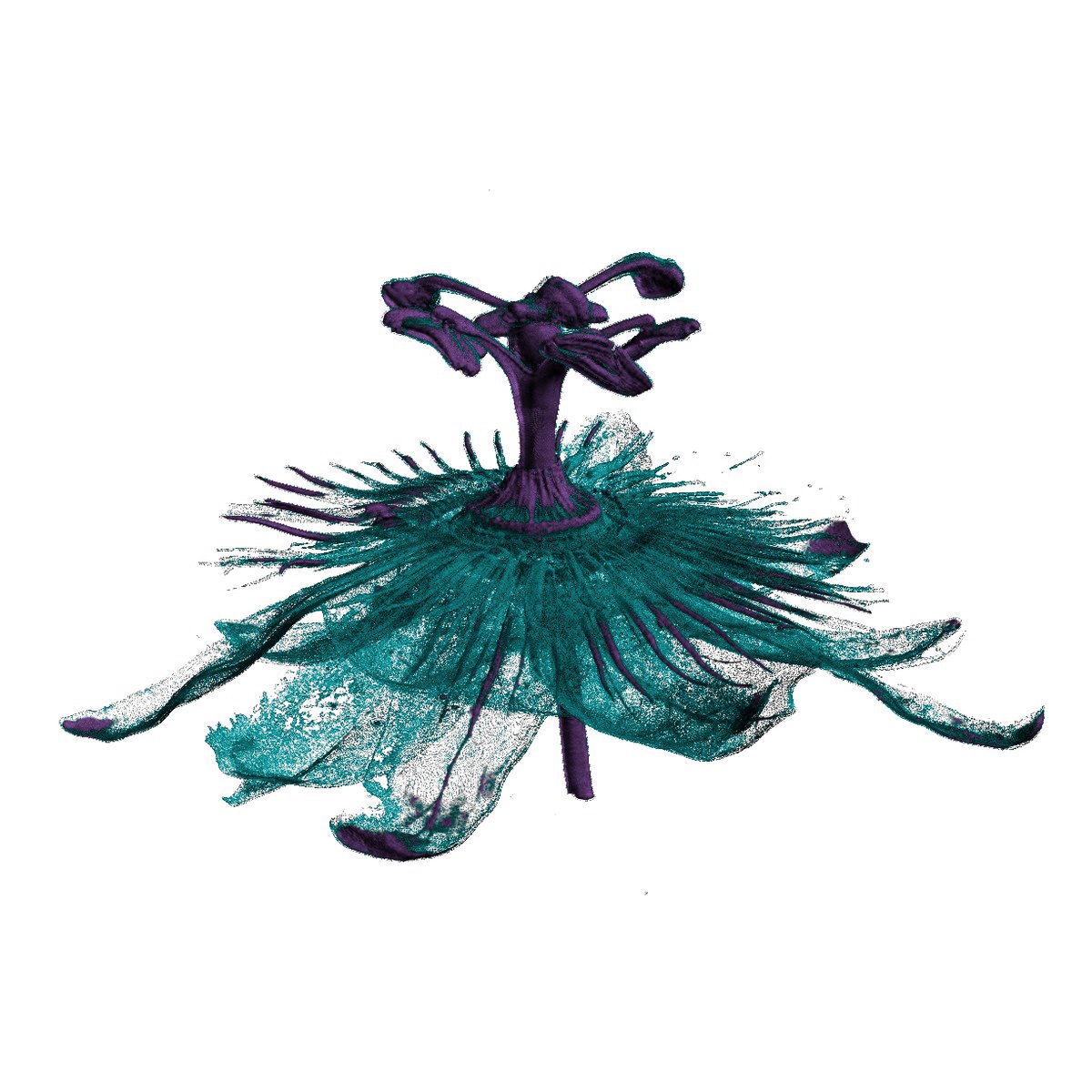 Passion flower in 3D