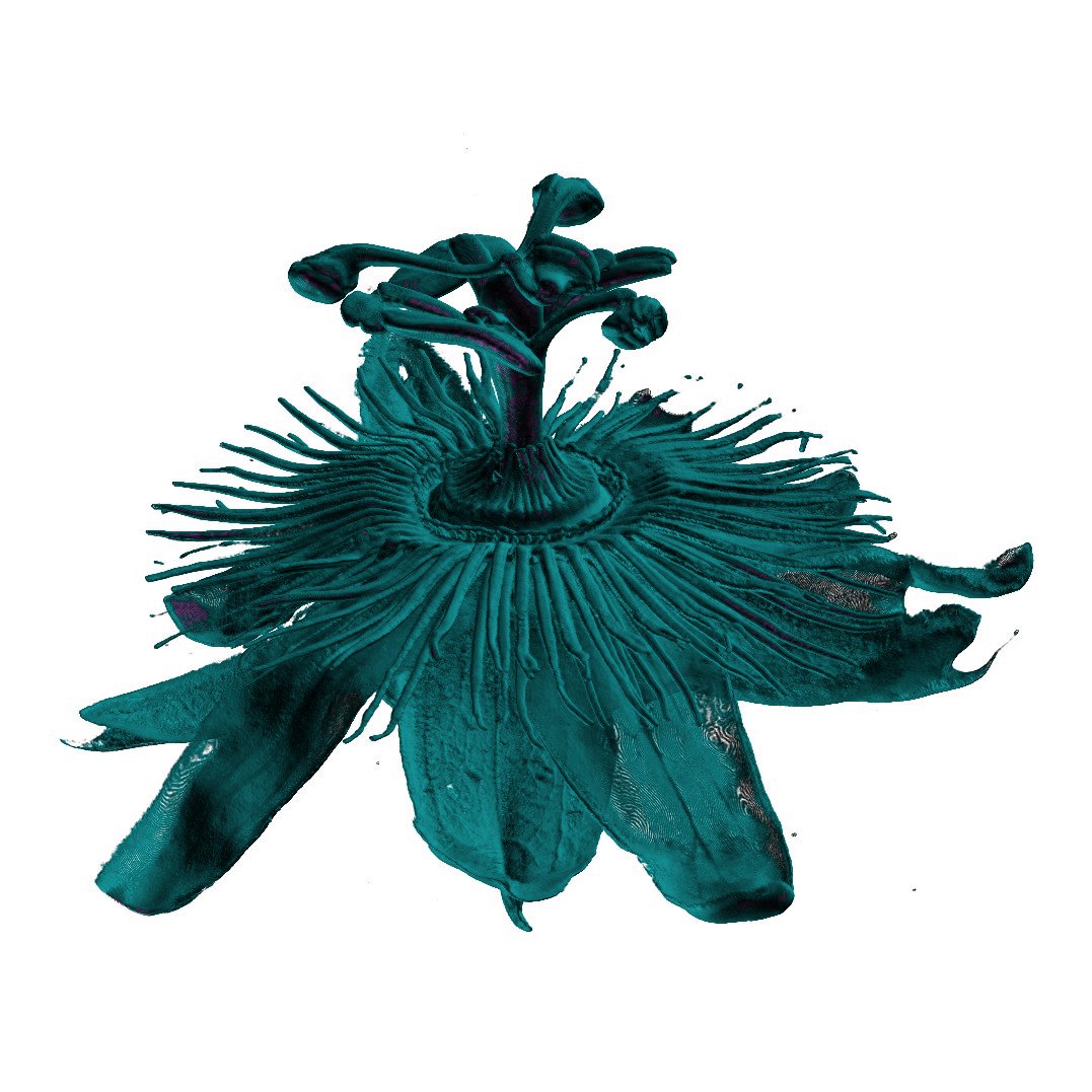 Passion flower: Side view
