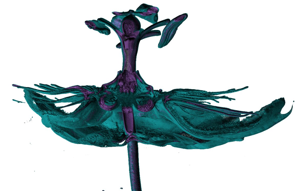 Passion flower: Virtual cut through the flower