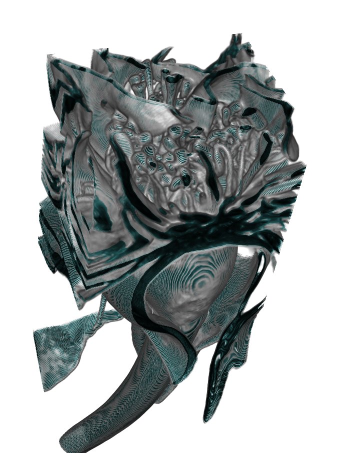 Rose: Virtual cut through the flower head