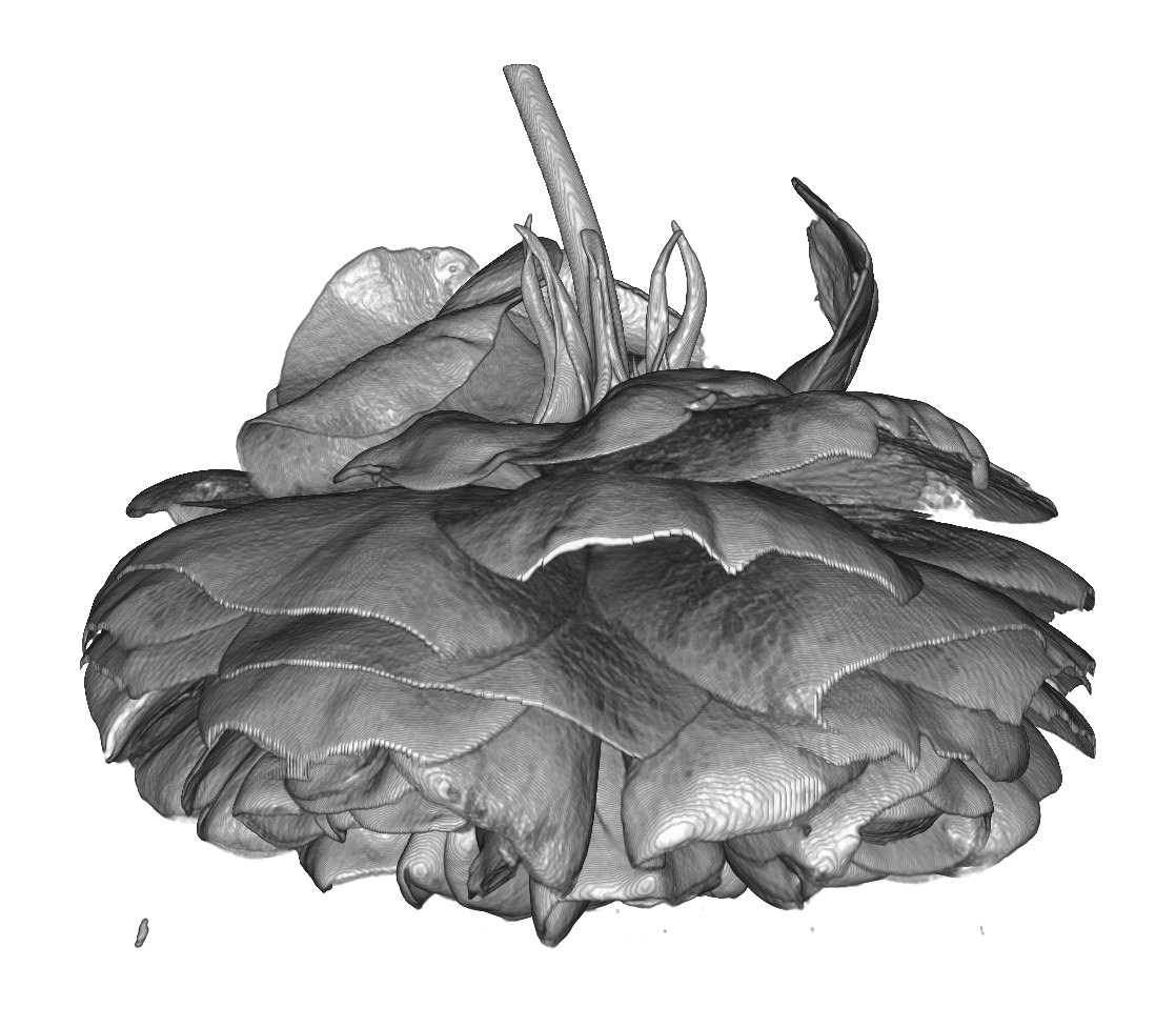 Rose: Side view