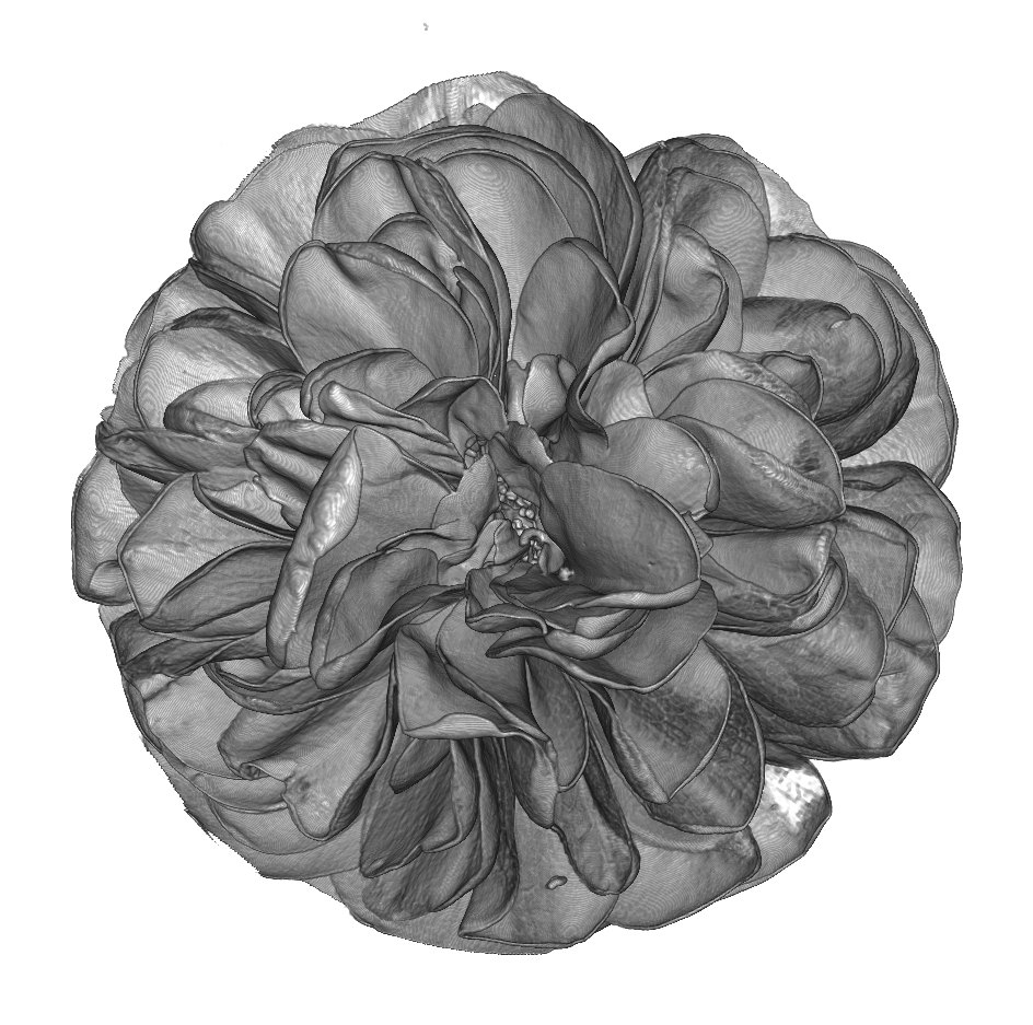 Rose: Top view: the folded petals